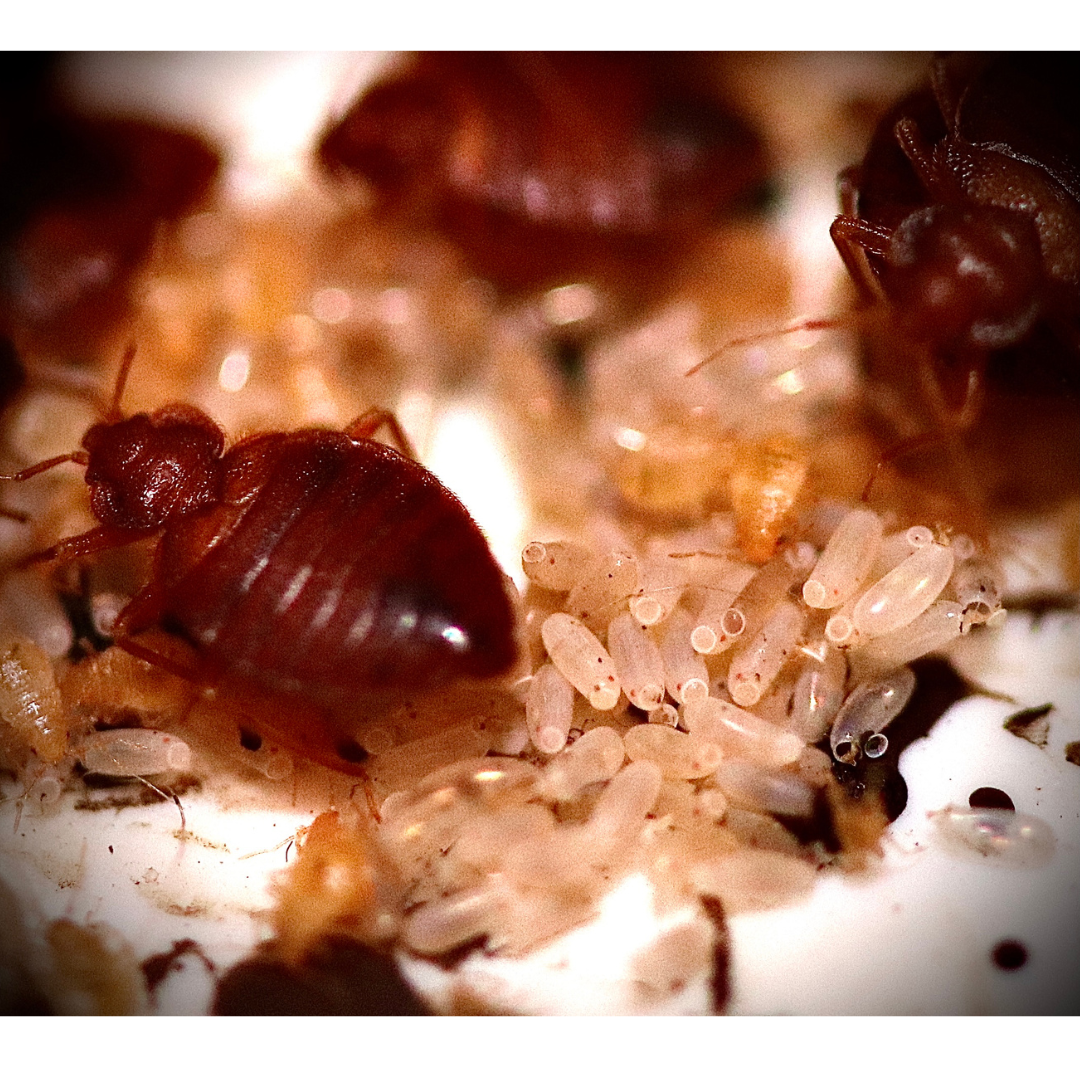 CHINCHES,FORMAR ES PREVENIR