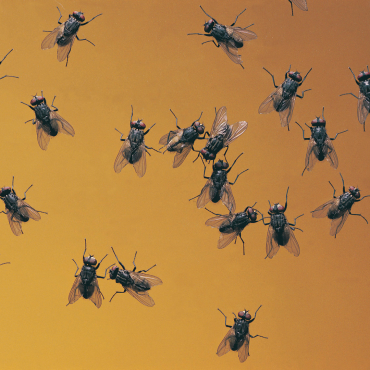 HORROR, MOSCAS ¡¡¡¡¡